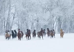 Images Dated 14th February 2013: Quarter horses running in snow at ranch, Shell, Wyoming, USA, February