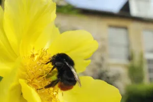 Queen Red tailed bumblebee (Bombus lapidarius) feeding on Yellow tree peony (Paeonia Queen Red tailed bumblebee (Bombus lapidarius) feeding on Yellow tree peony (Paeonia
