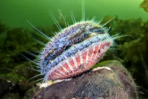 Queen scallop (Aequipecten opercularis) feeding. Glencoe, Ballachulish, Lochaber Queen scallop (Aequipecten opercularis) feeding. Glencoe, Ballachulish, Lochaber