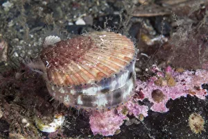 Queen scallop (Aequipecten opercularis) Isle of Man, July Queen scallop (Aequipecten opercularis) Isle of Man, July