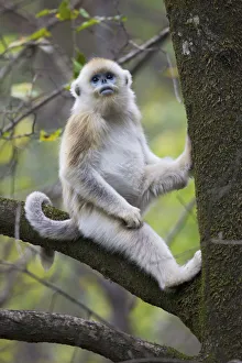 Quinling Golden snub nosed Monkey (Rhinopitecus roxellana qinligensis), infant sitting in a tree Quinling Golden snub nosed Monkey (Rhinopitecus roxellana qinligensis), infant sitting in a tree