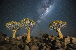 Astonishing Gallery: Quiver tree forest (Aloe dichotoma) at night with stars and the Milky Way, Keetmanshoop, Namibia