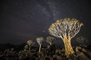 Quiver trees (Aloe dichotoma) with the Milky Way at night, Keetmanshoop, Namibia Quiver trees (Aloe dichotoma) with the Milky Way at night, Keetmanshoop, Namibia
