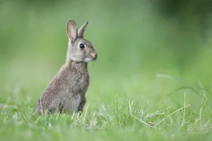 Rabbit (Oryctolagus cuniculus) on grassland, Hardington Moor NNR, Somerset, UK, June Rabbit (Oryctolagus cuniculus) on grassland, Hardington Moor NNR, Somerset, UK, June