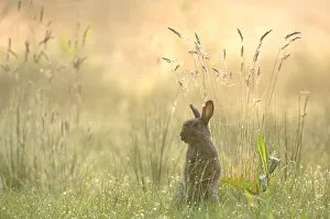 Rabbit (Oryctolagus cuniculus) sitting in grassland, Brasschaat, Belgium Rabbit (Oryctolagus cuniculus) sitting in grassland, Brasschaat, Belgium