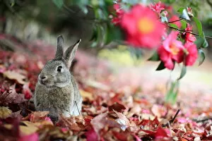 Rabbit sitting alert under flower, Okunoshima Rabbit Island, Takehara, Hiroshima