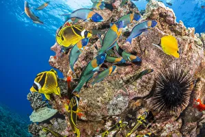 Raccoon butterflyfish (Chaetodon lunula), endemic Saddle wrasse (Thalassoma duperrey) and Sea urchin (Diadema sp) Raccoon butterflyfish (Chaetodon lunula), endemic Saddle wrasse (Thalassoma duperrey) and Sea urchin (Diadema sp)
