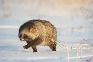 Raccoon dog (Nycterentes procyonoides) walking across snow, Vladivostok, Primorsky Krai Raccoon dog (Nycterentes procyonoides) walking across snow, Vladivostok, Primorsky Krai