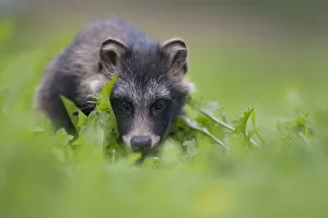 Raccoon dog (Nyctereutes procyonoides) portrait, Pohtiolampi, Kangasala, Finland Raccoon dog (Nyctereutes procyonoides) portrait, Pohtiolampi, Kangasala, Finland