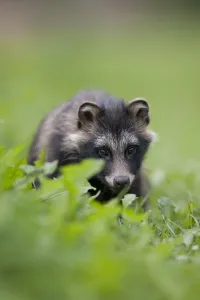 Raccoon dog (Nyctereutes procyonoides) portrait, Pohtiolampi, Kangasala, Finland Raccoon dog (Nyctereutes procyonoides) portrait, Pohtiolampi, Kangasala, Finland