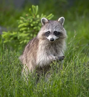 Raccoon (Procyon lotor) Acadia National Park, Maine, USA Raccoon (Procyon lotor) Acadia National Park, Maine, USA