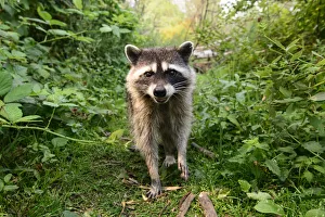 Raccoon (Procyon lotor) approaching with curiousity. Stanley Park, Vancouver Raccoon (Procyon lotor) approaching with curiousity. Stanley Park, Vancouver