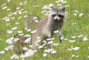 Raccoon (Procyon lotor) female with cub among flowers, Acadia National Park, Maine, USA Raccoon (Procyon lotor) female with cub among flowers, Acadia National Park, Maine, USA