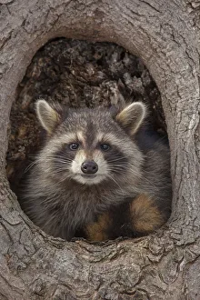 Raccoon (Procyon lotor) in tree hole, New York, USA Raccoon (Procyon lotor) in tree hole, New York, USA