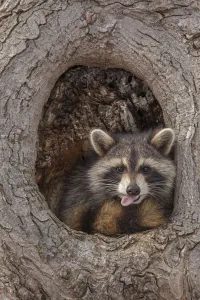 Raccoon (Procyon lotor) in tree, New York, USA Raccoon (Procyon lotor) in tree, New York, USA
