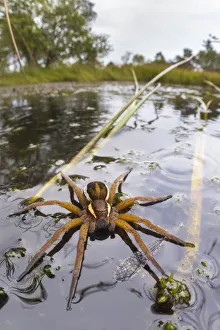 Raft Spider (Dolomedes fimbriatus) female on heathland pool Raft Spider (Dolomedes fimbriatus) female on heathland pool
