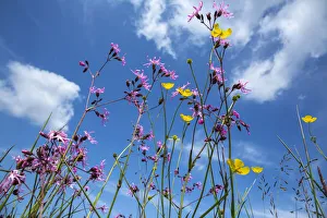 Ragged robin (Lychnis flos-cuculi) flowering in wet flower-rich meadow Ragged robin (Lychnis flos-cuculi) flowering in wet flower-rich meadow