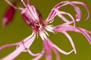 Ragged robin (Silene flos-cuculi) close-up of flower, Montiaghs Moss, County Antrim Ragged robin (Silene flos-cuculi) close-up of flower, Montiaghs Moss, County Antrim