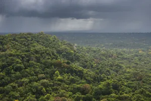 Rain storm over rainforest, Essequibo river region 9, Iwokrama, Rupununi, Guyana Rain storm over rainforest, Essequibo river region 9, Iwokrama, Rupununi, Guyana