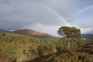 Rainbow over forest of Scots pine (Pinus sylvestris) trees, Glen Affric, Scotland, UK Rainbow over forest of Scots pine (Pinus sylvestris) trees, Glen Affric, Scotland, UK
