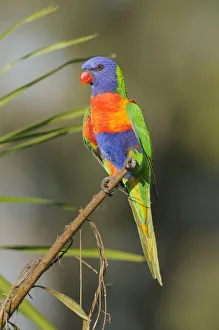 Rainbow lorikeet (Trichoglossus haematodus) Queensland, Australia Rainbow lorikeet (Trichoglossus haematodus) Queensland, Australia