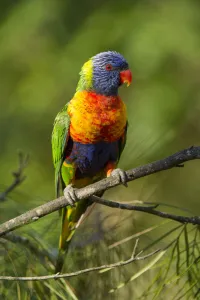 Rainbow lorikeet (Trichoglossus moluccanus) on a branch, Cania Gorge National Park Rainbow lorikeet (Trichoglossus moluccanus) on a branch, Cania Gorge National Park