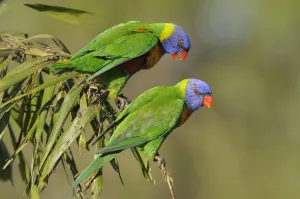 Rainbow lorikeets (Trichoglossus haematodus) Queensland, Australia Rainbow lorikeets (Trichoglossus haematodus) Queensland, Australia