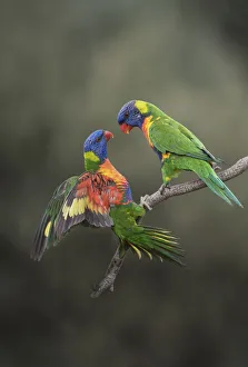 Two rainbow lorikeets (Trichoglossus moluccanus) on branch, Werribee, Victoria, Australia Two rainbow lorikeets (Trichoglossus moluccanus) on branch, Werribee, Victoria, Australia