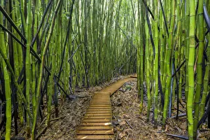 A raised wooden walkway through the bamboo forest that leads to Waimoku Falls, Haleakala National Park, Maui, Hawaii A raised wooden walkway through the bamboo forest that leads to Waimoku Falls, Haleakala National Park, Maui, Hawaii