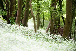 Ramsons or wild garlic (Aliium ursinum) Westridge Woods, Gloucestershire, England, UK Ramsons or wild garlic (Aliium ursinum) Westridge Woods, Gloucestershire, England, UK