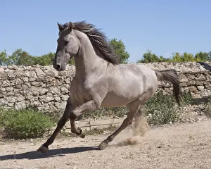 A rare Sorraia stallion cantering, Coudelaria Nacional (National Stud Farm), in Alter do Chao A rare Sorraia stallion cantering, Coudelaria Nacional (National Stud Farm), in Alter do Chao