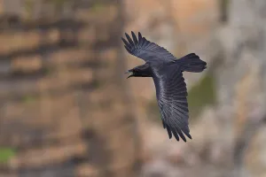 Raven (Corvus corax) calling in flight along cliff face, South Stack RSPB reserve Raven (Corvus corax) calling in flight along cliff face, South Stack RSPB reserve