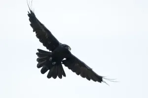 Raven (Corvus corax) in flight carrying food, Fisher pond, Prypiat area, Belarus Raven (Corvus corax) in flight carrying food, Fisher pond, Prypiat area, Belarus