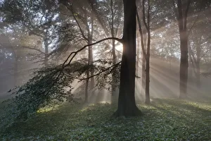 Rays of sunlight through mixed Beech (Fagus sp) / Oak (Quercus sp Rays of sunlight through mixed Beech (Fagus sp) / Oak (Quercus sp