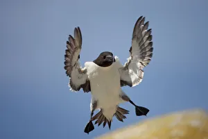 Razorbill (Aalca torda) landing on rock, Saltee Islands, County Wexford, Ireland Razorbill (Aalca torda) landing on rock, Saltee Islands, County Wexford, Ireland