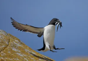 Razorbill (Alca torda) landing on rock carrying fish, Saltee Islands, County Wexford Razorbill (Alca torda) landing on rock carrying fish, Saltee Islands, County Wexford
