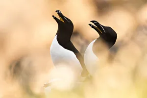 Razorbill (Alca torda) pair calling, between soft focus vegetation. Great Saltee Razorbill (Alca torda) pair calling, between soft focus vegetation. Great Saltee