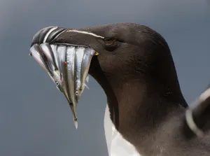 Razorbill (Alca torda) with sandeels in beak, Saltee Islands, County Wexford, Ireland Razorbill (Alca torda) with sandeels in beak, Saltee Islands, County Wexford, Ireland