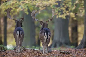 Rear view of two Fallow deer (Dama dama) bucks, Klampenborg Dyrehaven, Denmark, October Rear view of two Fallow deer (Dama dama) bucks, Klampenborg Dyrehaven, Denmark, October