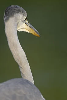 Images Dated 26th August 2008: Rear view of Grey heron (Ardea cinerea) Elbe Biosphere Reserve, Lower Saxony, Germany