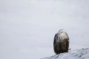 Images Dated 10th July 2007: Rear view of Muskox (Ovibos moschatus) grazing with snow on its back, Dovrefjell National Park