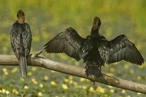 Images Dated 10th July 2009: Rear view of Two Pygmy cormorants (Microcarbo pygmeus) perched on a branch, one with