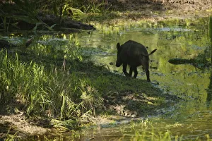 Rear view of Wild boar (Sus scrofa) walking along waters edge, Gornje Podunavlje Rear view of Wild boar (Sus scrofa) walking along waters edge, Gornje Podunavlje
