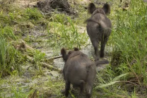 Rear view of two Wild boars (Sus scrofa) crossing swamp, Gornje Podunavlje Special Nature Reserve Rear view of two Wild boars (Sus scrofa) crossing swamp, Gornje Podunavlje Special Nature Reserve