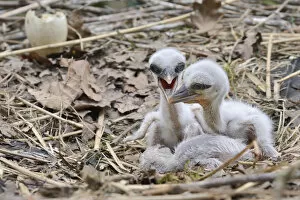 Ciconiiformes Gallery: Recently hatched White stork (Ciconia ciconia) chicks begging for food in their nest