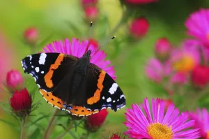 Red Admiral Butterfly (Vanessa atalanta) on Michaelmas daisy flowers. Dorset, UK, October 2012 Red Admiral Butterfly (Vanessa atalanta) on Michaelmas daisy flowers. Dorset, UK, October 2012