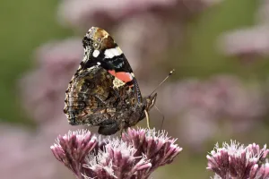 Red admiral butterfly (Vanessa atalanta) feeding on nectar from Hemp Agrimony, Oxfordshire Red admiral butterfly (Vanessa atalanta) feeding on nectar from Hemp Agrimony, Oxfordshire