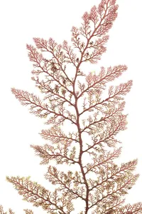 Red algae (Microcladia coulteri) from Bradys beach, Vancouver, Canada, April Red algae (Microcladia coulteri) from Bradys beach, Vancouver, Canada, April