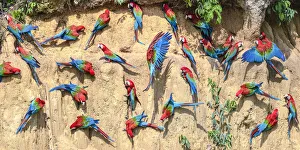 Red-and-green macaw (Ara chloropterus) flock feeding on wall of clay lick. Manu Biosphere Reserve Red-and-green macaw (Ara chloropterus) flock feeding on wall of clay lick. Manu Biosphere Reserve