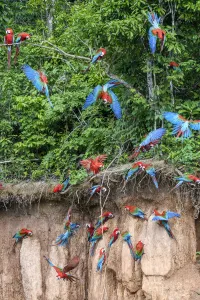 Red-and-green macaw (Ara chloropterus) flock feeding at wall of clay lick, flying Red-and-green macaw (Ara chloropterus) flock feeding at wall of clay lick, flying